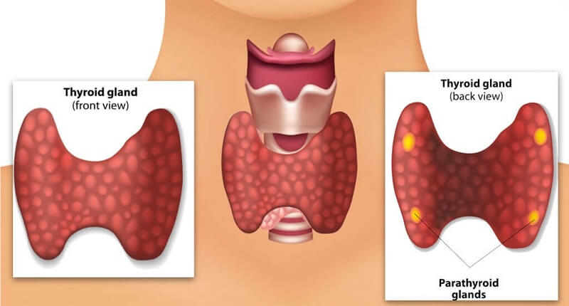 Thyroid